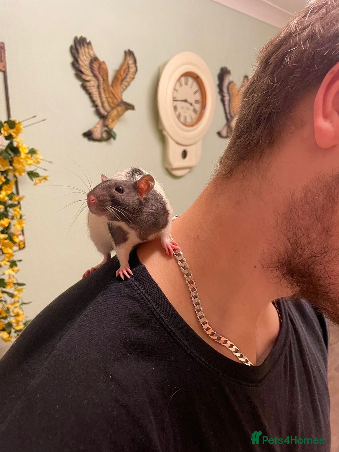 Rat rodents Two female tame rats  - Advert 1