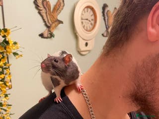 Rat rodents Two female tame rats - Advert 1