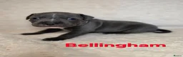 Staffordshire Bull Terrier dogs for sale: BLUE STAFFY PUPPIES ⭐️ WORLD CUP LITTER ⚽️ - Advert 11