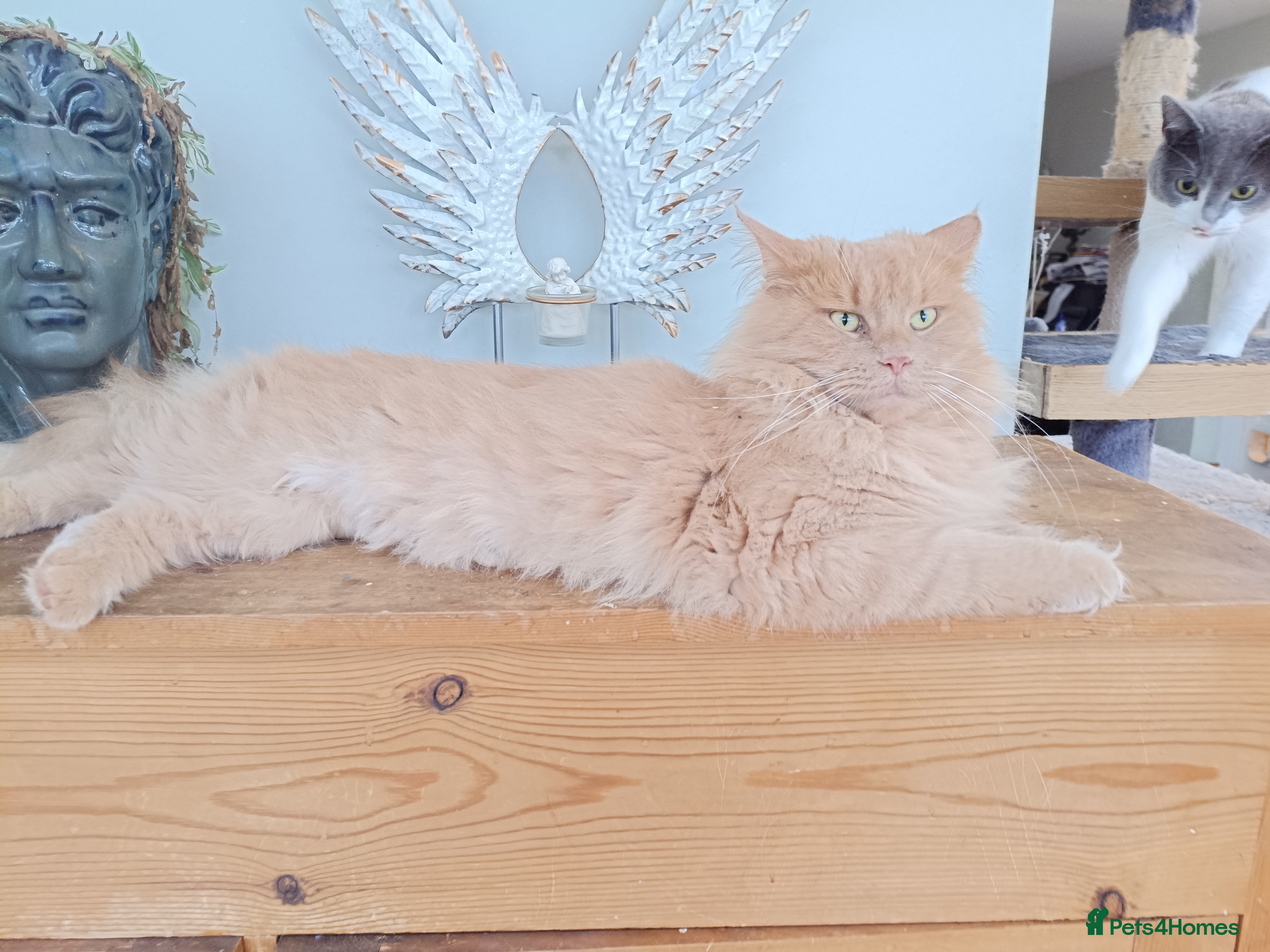 Maine Coon cats 5* Home wanted  - Advert 1