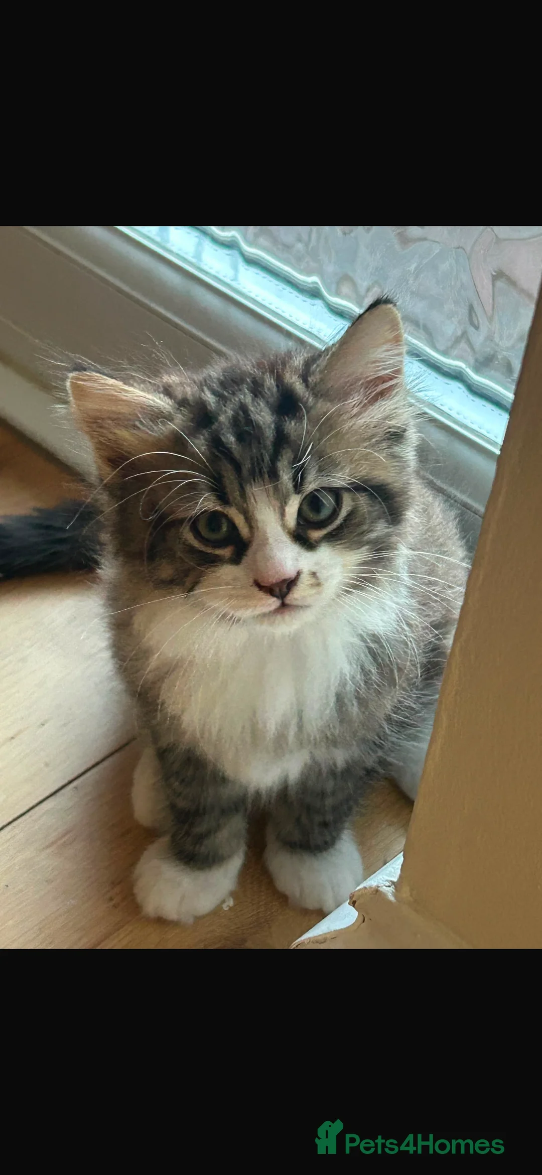 Mixed Breed cats for sale: 3 gorgeous kittens ready to go from 28th august - Advert 2
