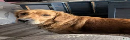 Golden Retriever dogs for stud: KC (red) golden retriever  - Advert 4