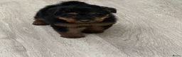 Welsh Terrier dogs for sale: Beautiful Welsh terrier puppies  - Advert 8