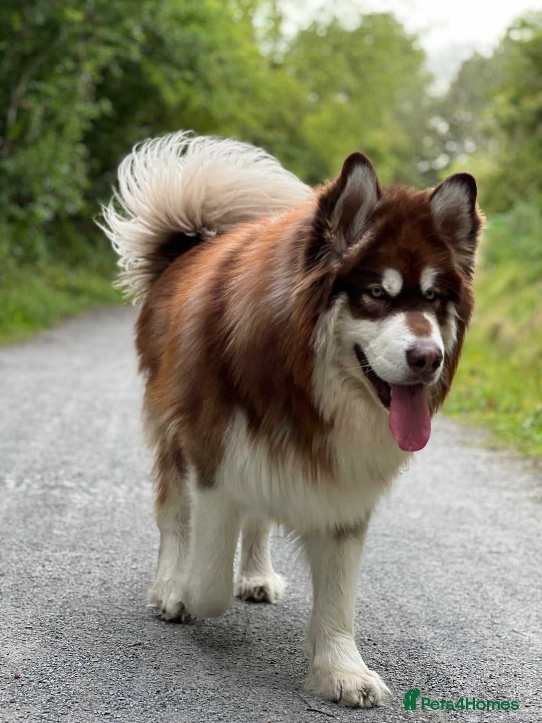Alaskan Malamute dogs for stud: Handsome boy for stud - Advert 6