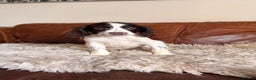 English Springer Spaniel dogs for sale: Stunning Litter of Beautiful Working ESS Puppies. - Advert 13