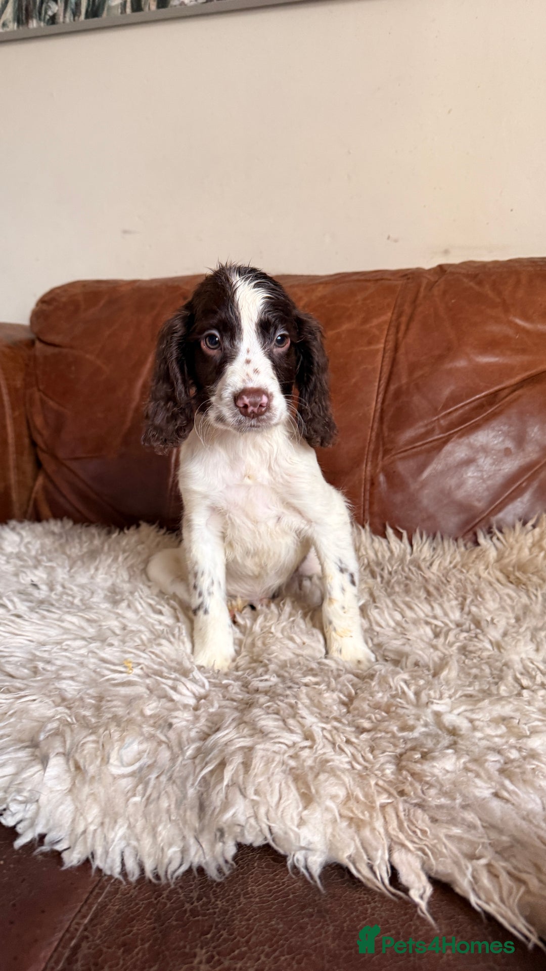 English Springer Spaniel dogs for sale: Stunning Litter of Beautiful Working ESS Puppies. - Advert 13