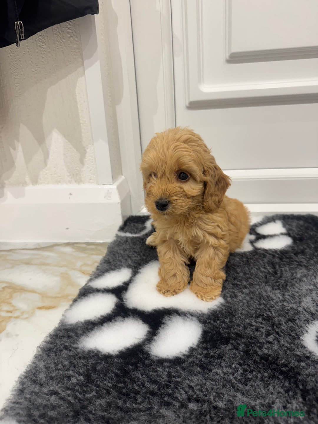 Cockapoo dogs for sale: F1 pra clear Cockapoos(council lincesed breeder) - Advert 12
