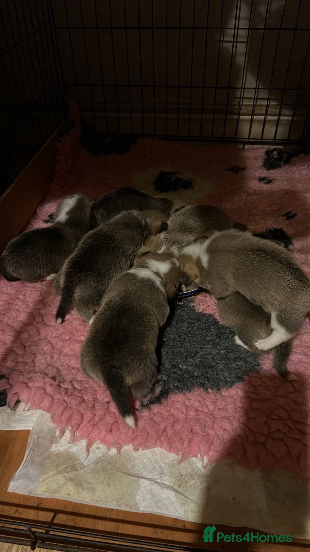 Welsh Corgi Pembroke dogs for sale: Beautiful Pembroke Corgi Pups - Image 10