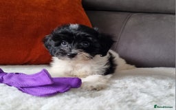 Cockapoo dogs for sale: Best Friend Sofa Companions 🥰 Fully vaccinated  - Image 21
