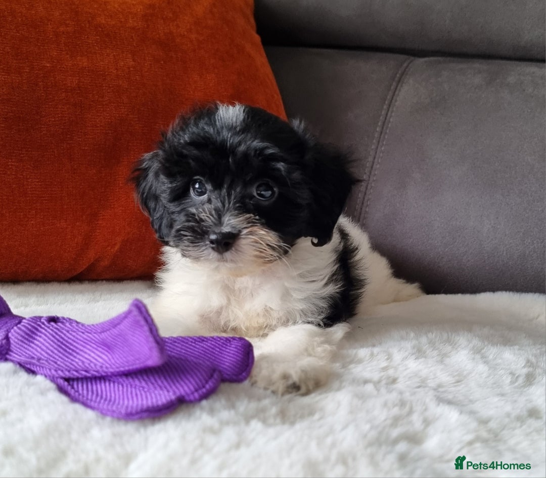 Cockapoo dogs for sale: Best Friend Sofa Companions 🥰 Fully vaccinated  - Image 21