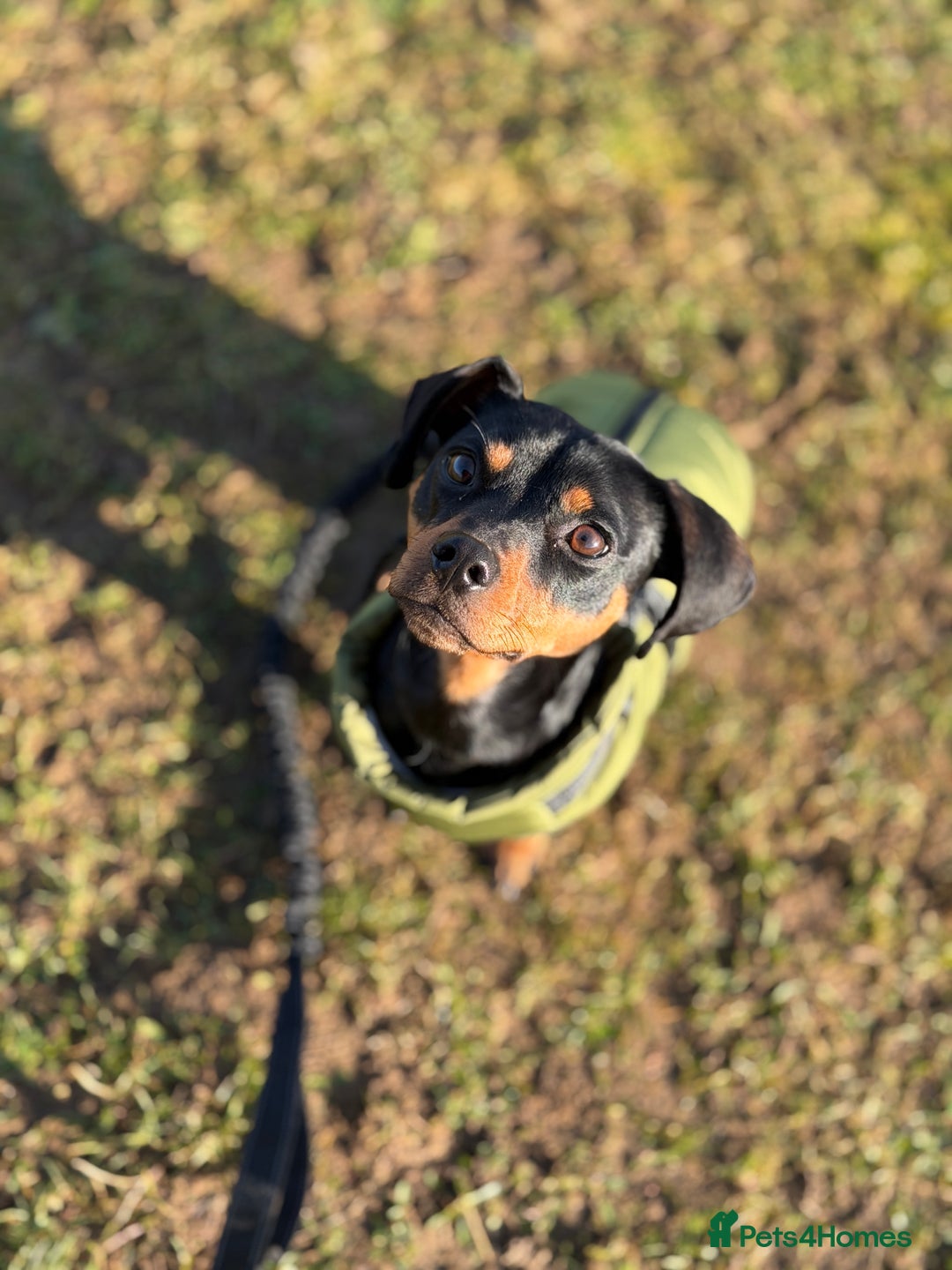 Mixed Breed dogs for sale: Nala 12/01/2024 - Advert 1