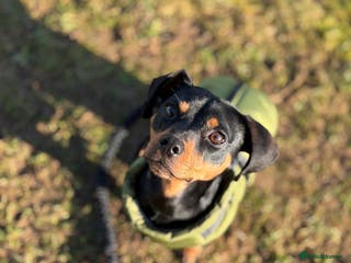 Mixed Breed dogs Nala 12/01/2024 - Advert 11