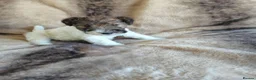 Fox Terrier dogs for sale: Beautiful Wire Fox Terrier Pups Available - Advert 7