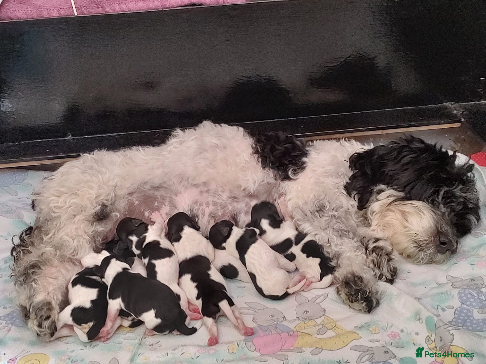 Havanese dogs Beautiful Havanese Puppies Ready Now - Advert 1