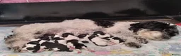 Havanese dogs for sale: Beautiful Havanese Puppies Ready Now - Advert 23