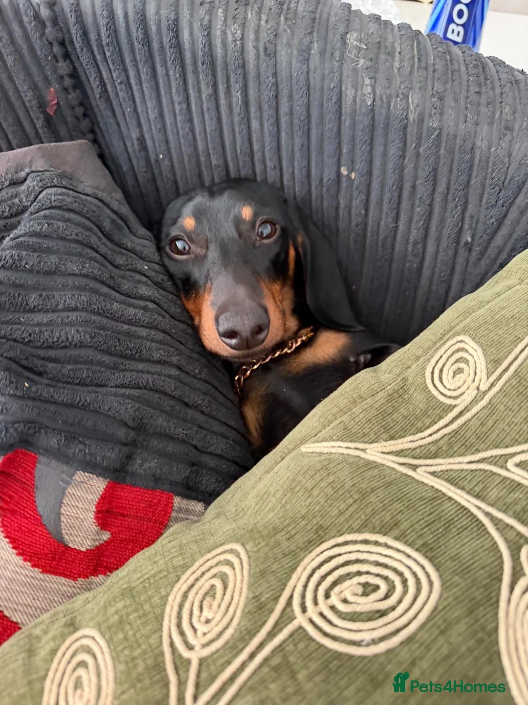 Miniature Dachshund dogs for sale: Sadly have to rehome my 22mth boy mini dachshund  in Chelmsford - Advert 2