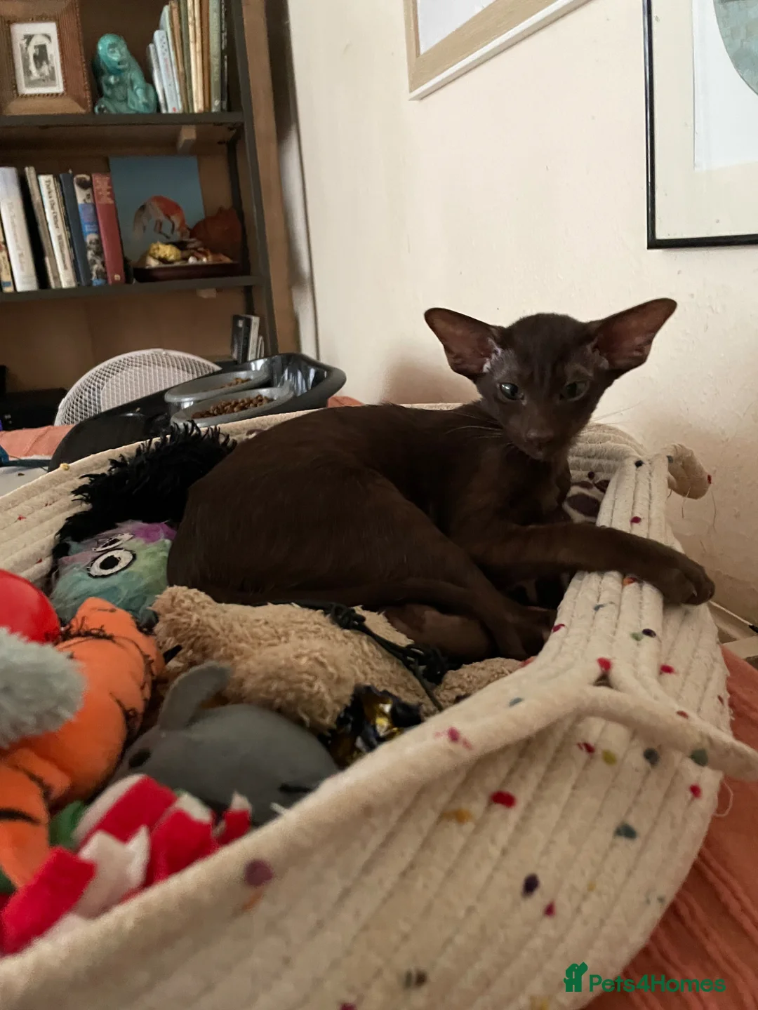 Oriental cats for sale: The Birds litter. - Advert 2