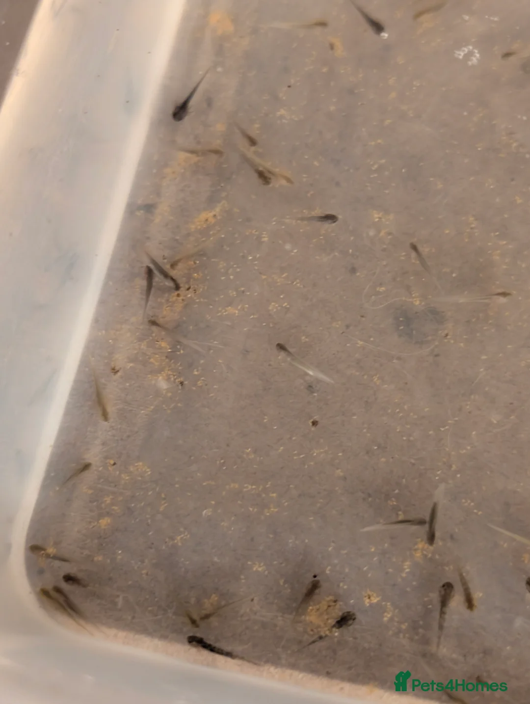 Axolotl reptiles for sale: Axolotl hatchlings and eggs - Advert 3