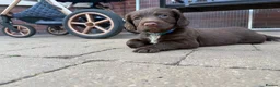 Sprocker dogs for sale: Sprocker spaniel puppies health tested parentage in Lytham Saint Annes - Advert 20
