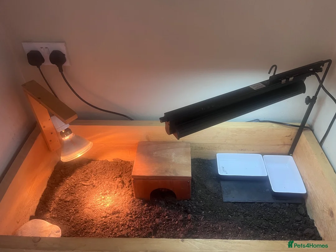 Tortoise reptiles for sale: Horsefield Tortoise - Advert 2