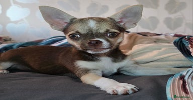 Chihuahua dogs in Basildon - Advert 6