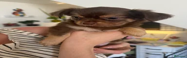 Chiweenie 3 Beryl