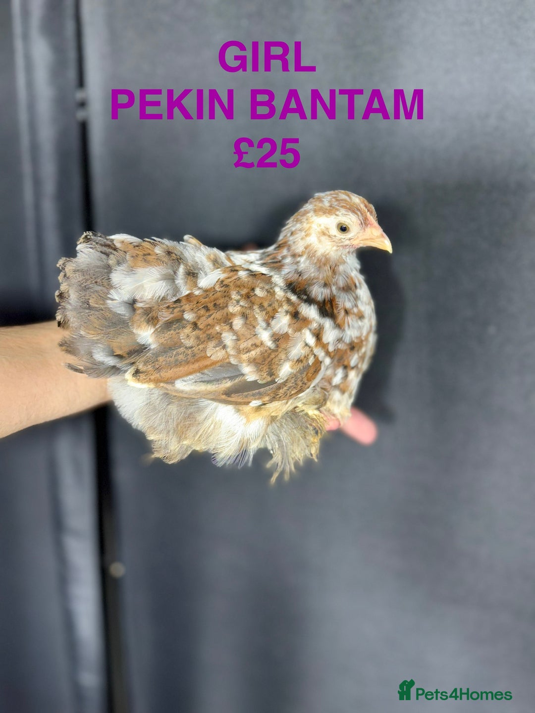 Chickens poultry for sale: Beautiful Pekin Bantam chicks for sale - Image 4