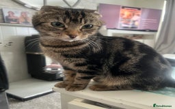 Mixed Breed cats for sale: Grey kittens - Image 3