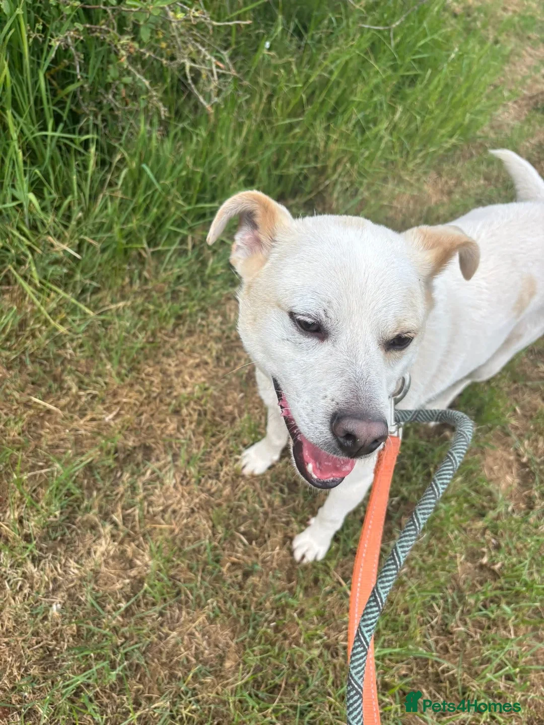 Mixed Breed dogs for adoption: Meet Bear, currently residing in Cheshire  - Advert 6