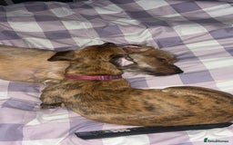 Mixed Breed dogs for sale: Benji and Eevee - Image 5