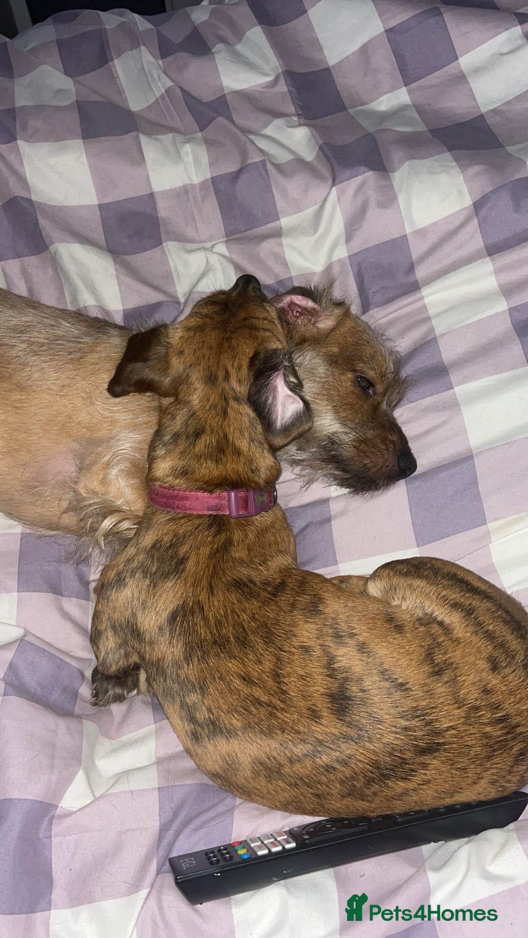 Mixed Breed dogs for sale: Benji and Eevee - Image 5