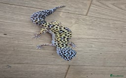 Gecko reptiles for sale: Various leopard geckos and a african fat tail geck - Advert 4