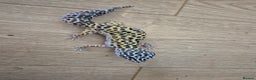 Gecko reptiles for sale: Various leopard geckos and a african fat tail geck - Advert 4