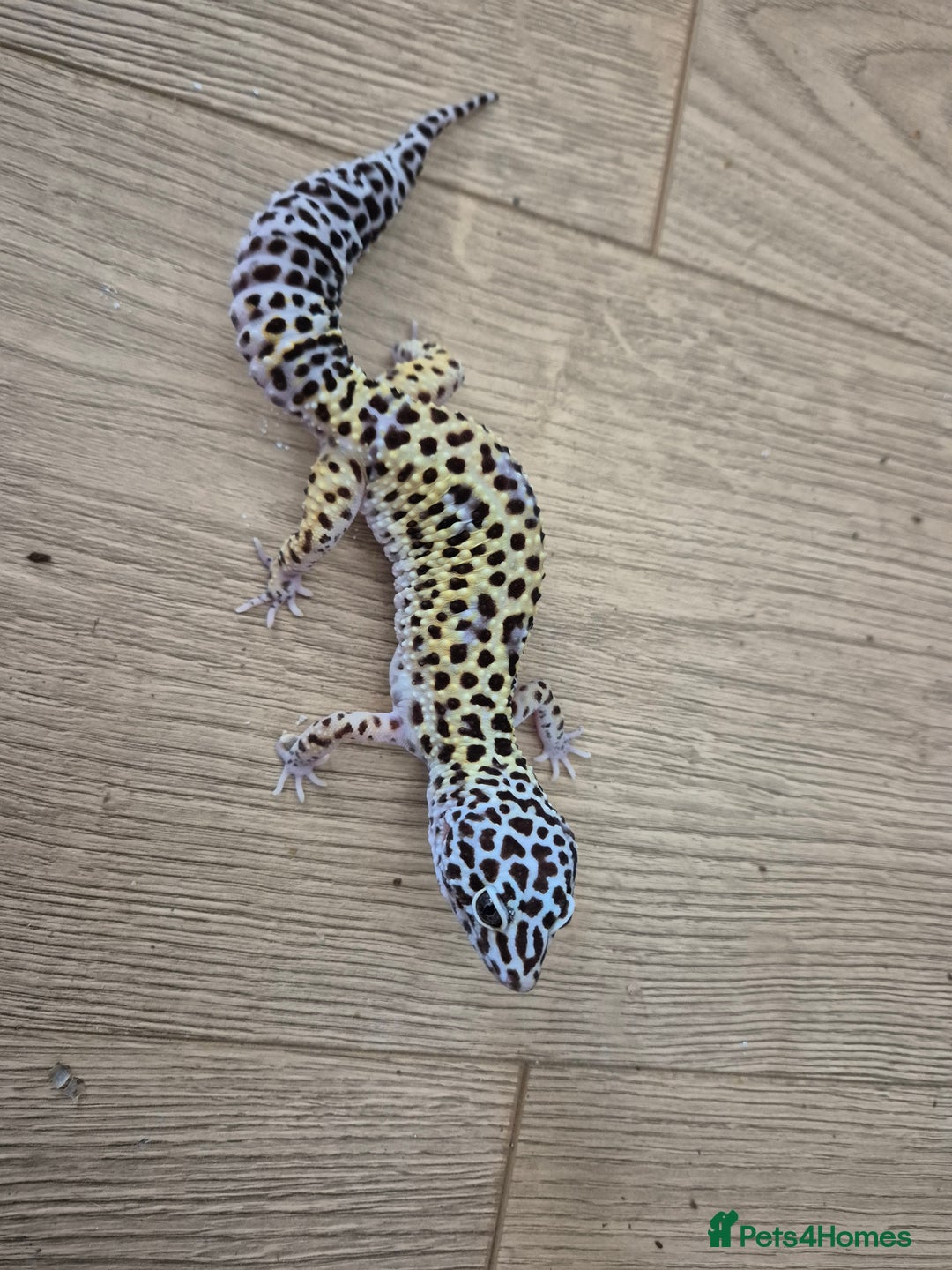 Gecko reptiles for sale: Various leopard geckos and a african fat tail geck - Advert 4