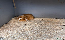 Guinea Pig rodents for sale: Male Guinea pigs for a good home  - Image 3