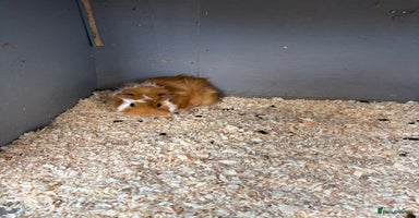 Guinea Pig rodents - Advert 9