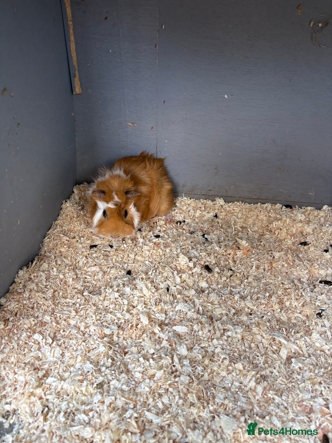 Guinea Pig rodents for sale: Male Guinea pigs for a good home  - Image 3