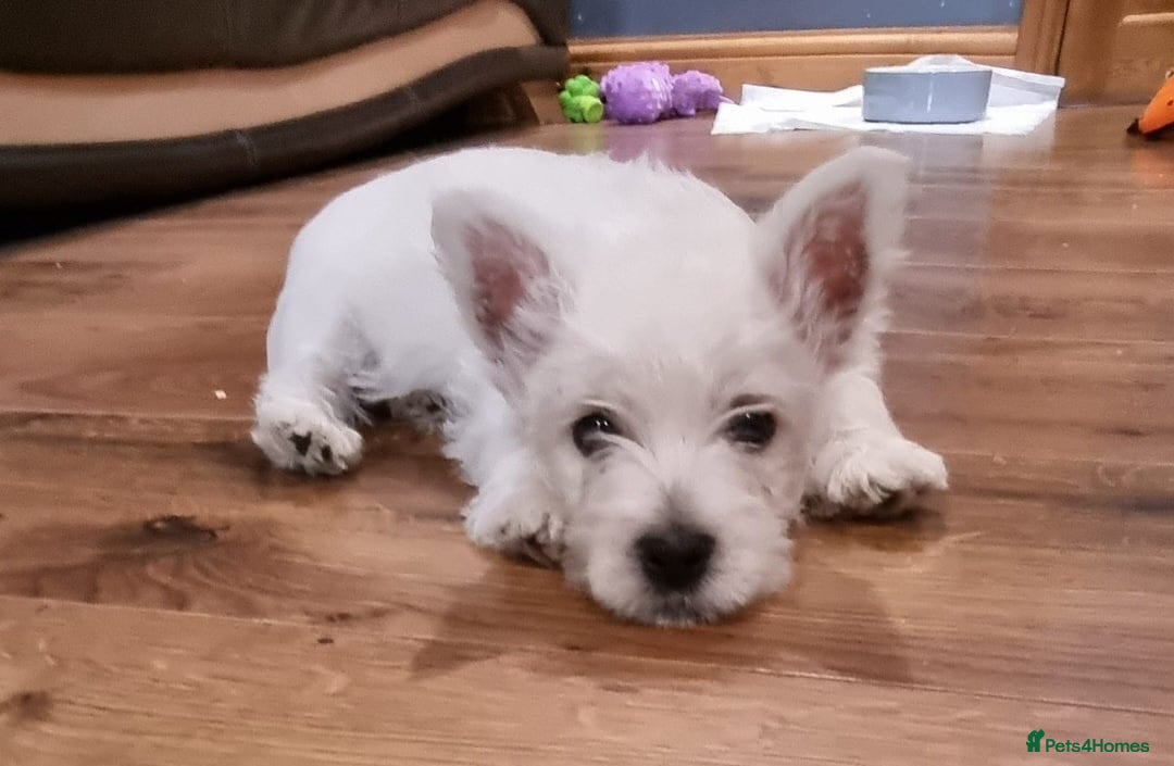 West Highland Terrier dogs for sale: WEST HIGHLAND PUPPIES AVAILABLE TODAY - Advert 2