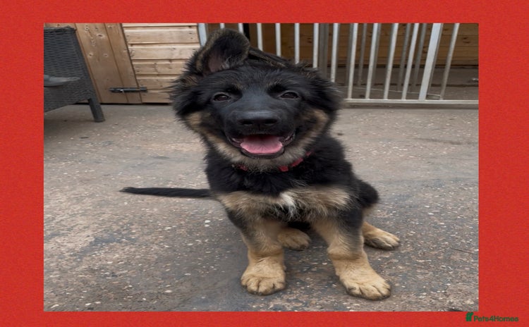 German Shepherd dogs - Advert 1