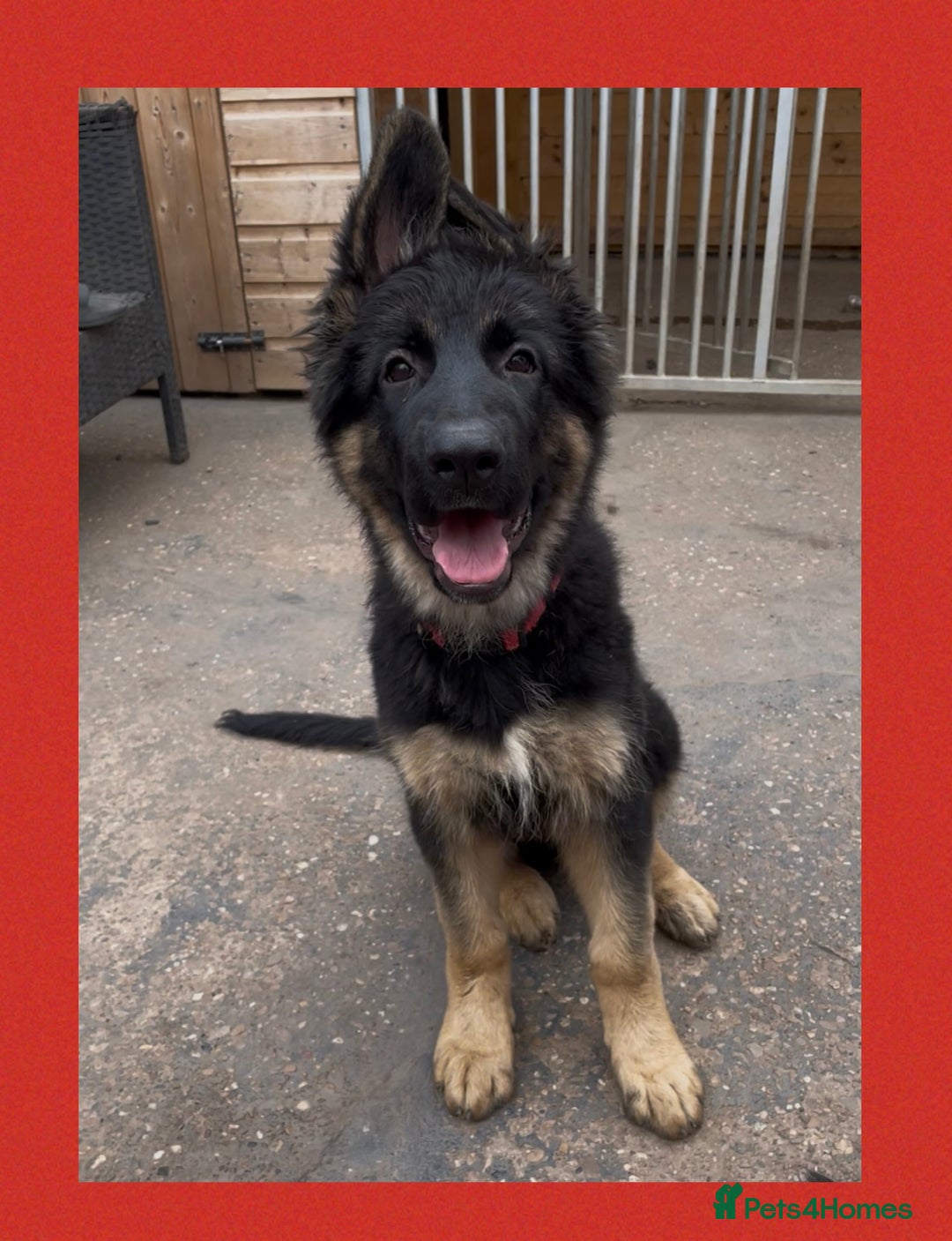 Silver Blue Merle German Shepherds Blue Eyes Silver Grey German