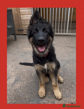 German Shepherd dogs - Advert 4
