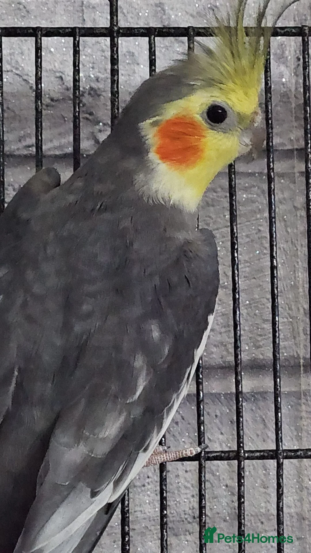 Cockatiels birds for sale: 2 male cockatiels in Launceston - Advert 2