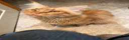 Maine Coon cats for sale: Maine Coon Cross Kittens in Bourne - Advert 6