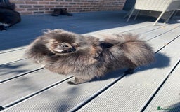 Pomeranian dogs for sale: 2 pomeranian bitches for sale - Image 3