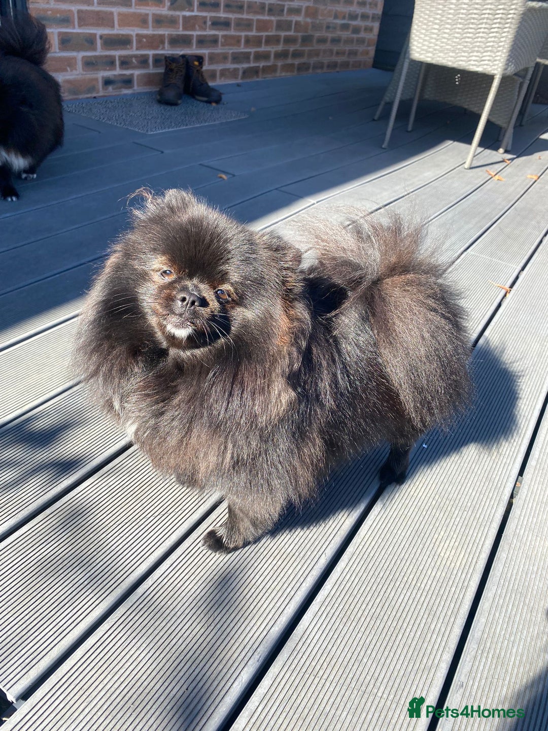 Pomeranian dogs for sale: 2 pomeranian bitches for sale - Image 3