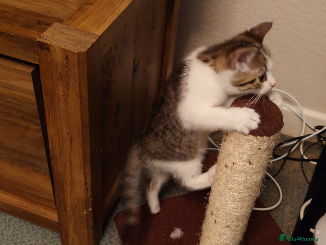 Mixed Breed cats for sale: 6 kittens of a Persian mum with Tuft ears. - Advert 32