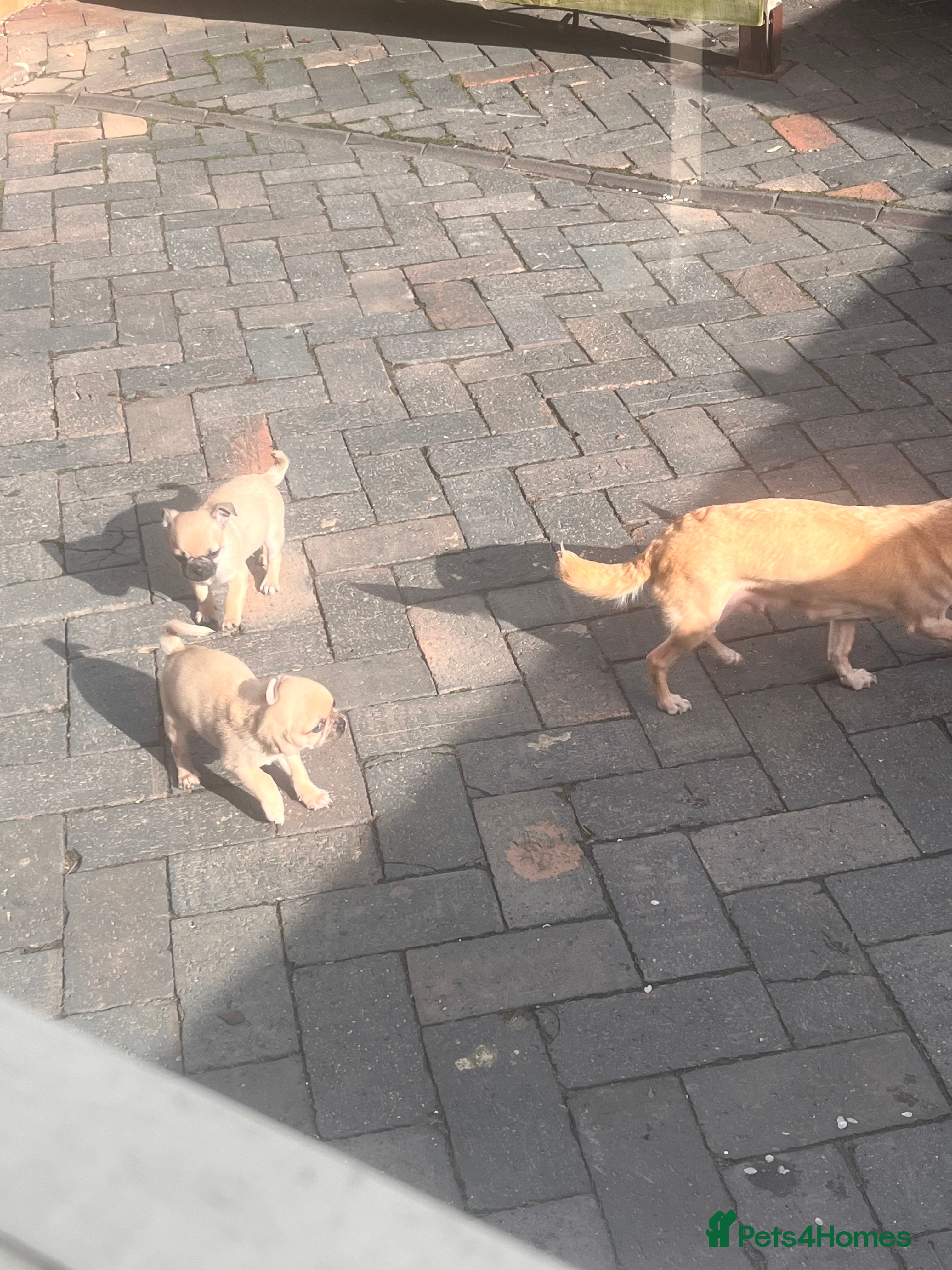 Chug dogs Boy chug in Shrewsbury - Advert 1