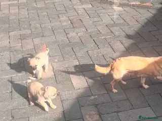 Chug dogs Boy chug in Shrewsbury - Advert 1