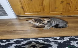 Mixed Breed cats for sale: Kitten - Image 1