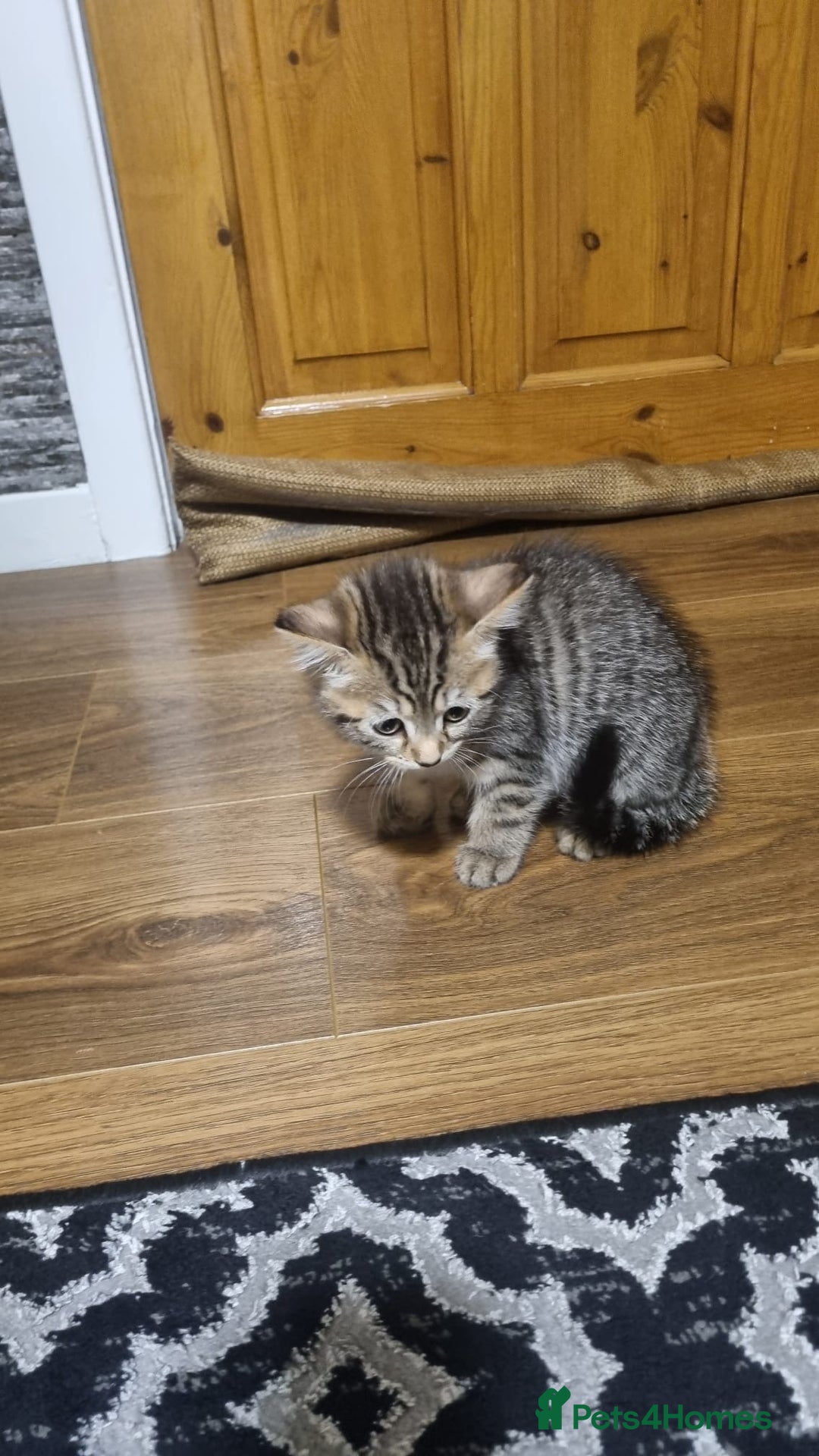 Mixed Breed cats for sale: Kitten - Image 1